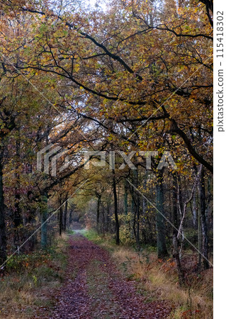 Autumnal Pathway in the Forest Autumnal Pathway in the Forest 115418302
