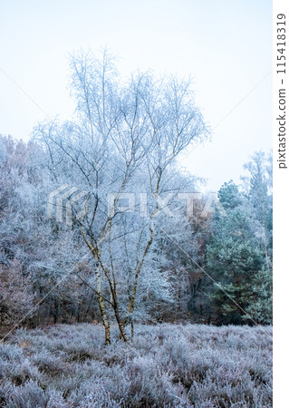 Winter's Etching: Solitary Birch in Hoarfrost 115418319
