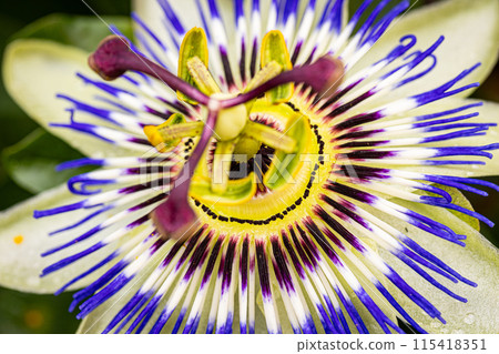 A vivid Passion Flower in full bloom, showing intricate details and vibrant colors 115418351