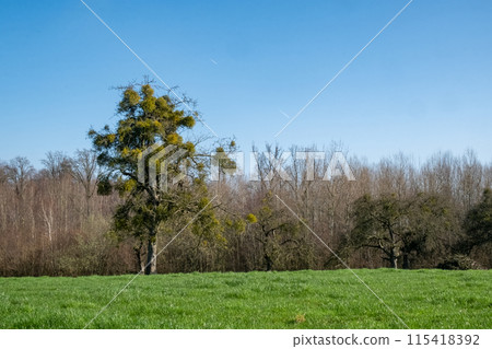 Tranquil countryside landscape with trees, grass field, and clear blue sky in a peaceful setting 115418392