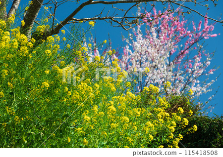 Colorful Spring - Stock Photo [115418508] - PIXTA