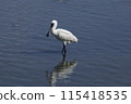 Black-faced Spoonbill (Photo taken on March 20, 2024, at Yone Sankakuike Pond, Tomigusuku City, Okinawa Prefecture) 115418535