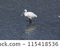 Black-faced Spoonbill (Photo taken on March 20, 2024, at Yone Sankakuike Pond, Tomigusuku City, Okinawa Prefecture) 115418536