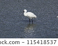 Black-faced Spoonbill (Photo taken on March 20, 2024, at Yone Sankakuike Pond, Tomigusuku City, Okinawa Prefecture) 115418537