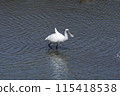 Black-faced Spoonbill (Photo taken on March 20, 2024, at Yone Sankakuike Pond, Tomigusuku City, Okinawa Prefecture) 115418538