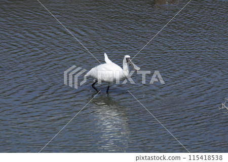 Black-faced Spoonbill (Photo taken on March 20, 2024, at Yone Sankakuike Pond, Tomigusuku City, Okinawa Prefecture) Black-faced Spoonbill (Photo taken on March 20, 2024, at Yone Sankakuike Pond, Tomigusuku City, Okinawa Prefecture) 115418538