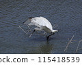 Black-faced Spoonbill (Photo taken on March 20, 2024, at Yone Sankakuike Pond, Tomigusuku City, Okinawa Prefecture) 115418539