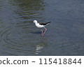 Black-winged Stilt (Photo date: March 20, 2024, Photo location: Yone Sankakuike Pond, Tomigusuku City, Okinawa Prefecture) 115418844