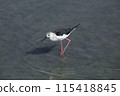 Black-winged Stilt (Photo date: March 20, 2024, Photo location: Yone Sankakuike Pond, Tomigusuku City, Okinawa Prefecture) 115418845
