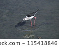 Black-winged Stilt (Photo date: March 20, 2024, Photo location: Yone Sankakuike Pond, Tomigusuku City, Okinawa Prefecture) 115418846