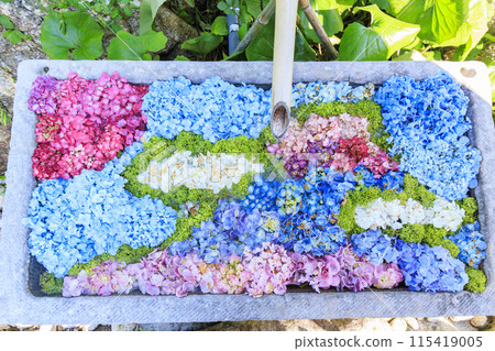 風早之裡繡球花園盛開 115419005