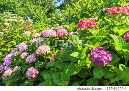 風早之裡繡球花園盛開 115419014