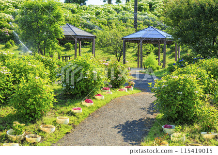 風早之裡繡球花園盛開 115419015