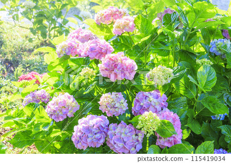 Kazahaya no Sato Hydrangea Garden in full bloom 115419034