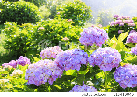 風早之裡繡球花園盛開 風早之裡繡球花園盛開 115419040