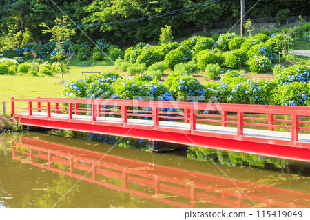 Kazahaya no Sato Hydrangea Garden in full bloom 115419049