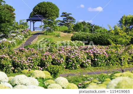 風早之裡繡球花園盛開 115419065