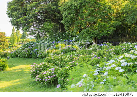 風早之裡繡球花園盛開 風早之裡繡球花園盛開 115419072