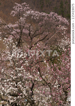 Anzu in the forest 115419075