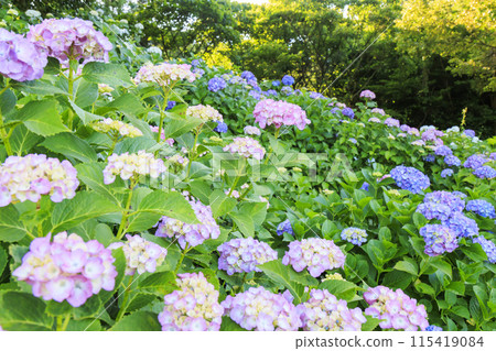 風早之裡繡球花園盛開 風早之裡繡球花園盛開 115419084