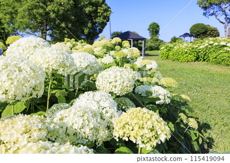 風早之裡繡球花園盛開 風早之裡繡球花園盛開 115419094
