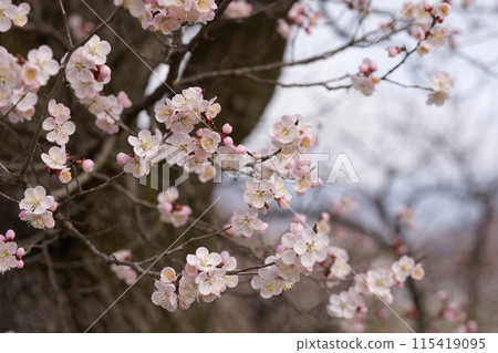 Anzu在森林裡 Anzu在森林裡 115419095