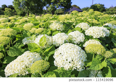 風早之裡繡球花園盛開 風早之裡繡球花園盛開 115419096