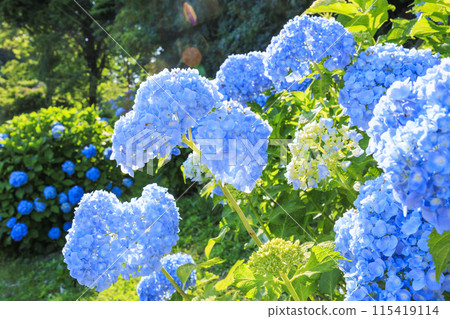 風早之裡繡球花園盛開 115419114