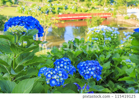 Kazahaya no Sato Hydrangea Garden in full bloom Kazahaya no Sato Hydrangea Garden in full bloom 115419125