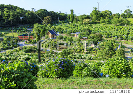 Kazahaya no Sato Hydrangea Garden in full bloom Kazahaya no Sato Hydrangea Garden in full bloom 115419138