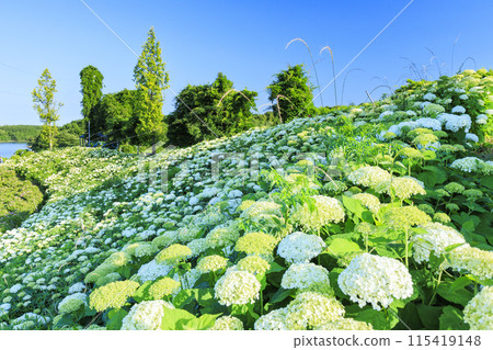 Kazahaya no Sato Hydrangea Garden in full bloom 115419148