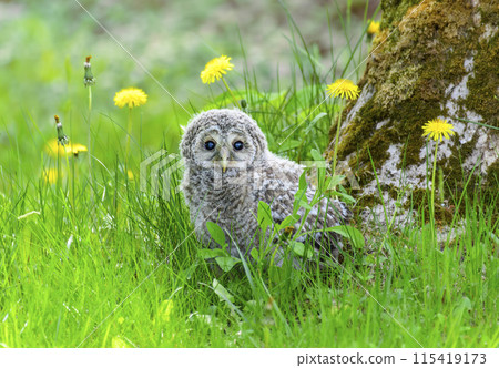 A child of Ezo Owlock 115419173