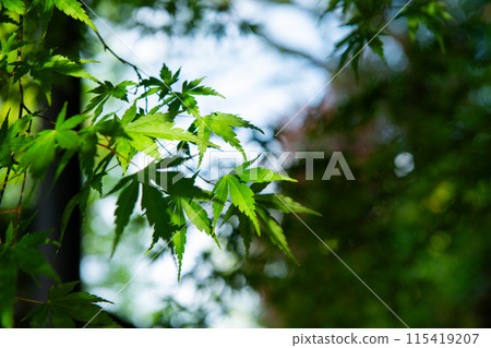 Blue maple leaves of sunbeams through sunlight Blue maple leaves of sunbeams through sunlight 115419207