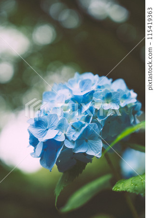 Hydrangea facing the sun 115419363