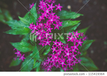 Purple flowers 115419364