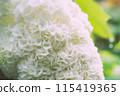Pure white hydrangea 115419365