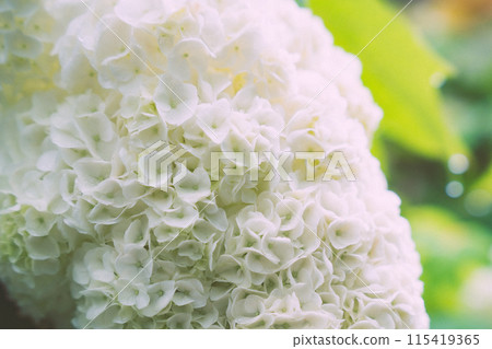 Pure white hydrangea 115419365