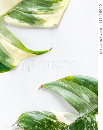 Epipremnum Pinnatum Variegate Leave on the white background Epipremnum Pinnatum Variegate Leave on the white background 115419640