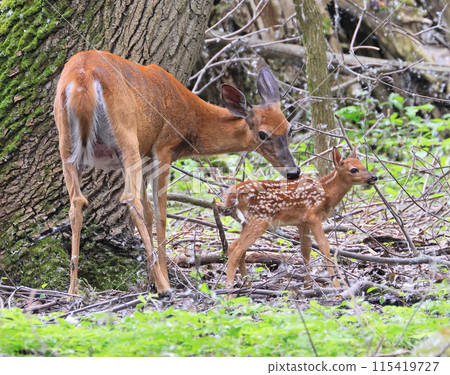 White-tailed deer mother and his baby (Bambi) in the forest, Canada 115419727