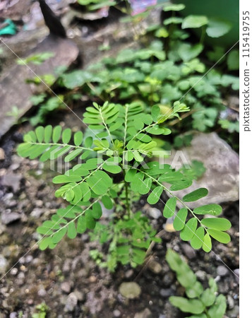 a beautiful wild plant with its unique green color a beautiful wild plant with its unique green color 115419755