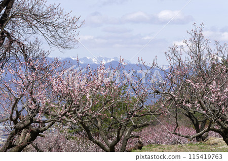 Anzu in the forest 115419763