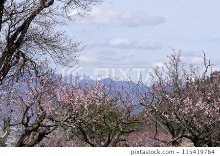 Anzu in the forest 115419764