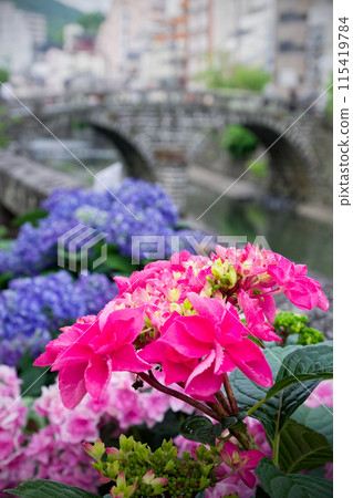 Hydrangeas blooming along the Nakajima River Hydrangeas blooming along the Nakajima River 115419784