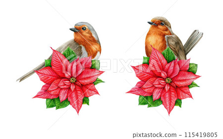 Winter season decoration with poinsettia and robin bird. Watercolor vintage style illustration. Hand drawn Christmas festive decoration with bird and poinsettia flower. White background 115419805