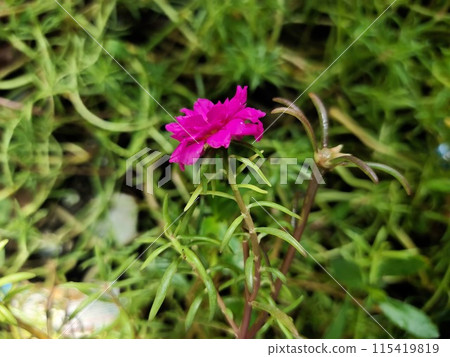 beautiful pink flower plants around the yard 115419819