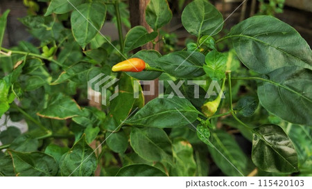 beautiful chili plants with charming green leaves 115420103