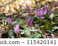 Katakuri flowers 115420141