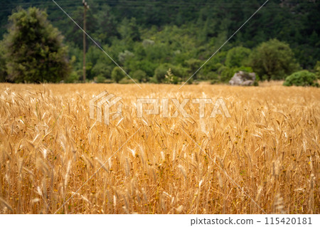 Golden wheat field with Mountain in the background in Antalya Province, Turkey 115420181
