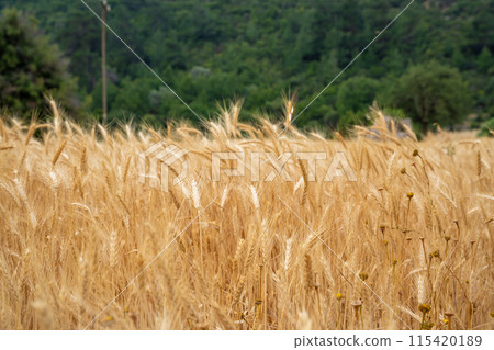 Golden wheat field with Mountain in the background in Antalya Province, Turkey 115420189
