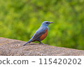 Blue Rock Thrush 115420202